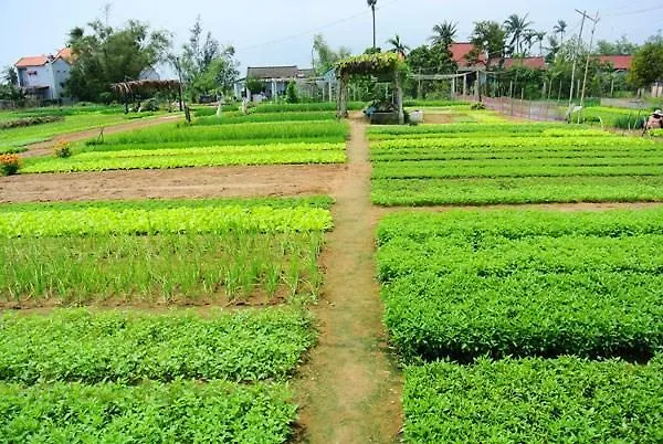Green House Homestay Hoi An Vietnam